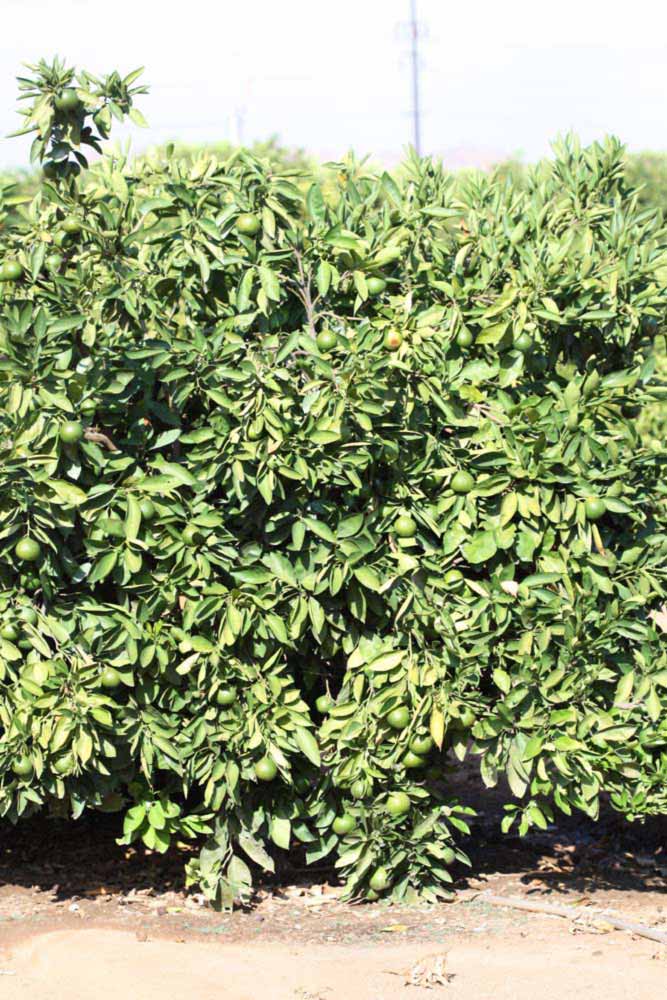              Habit (Riverside, CA)       